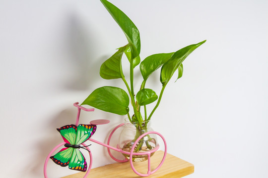 创意绿箩水培花瓶容器
