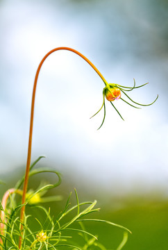 花草