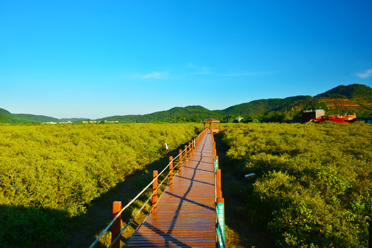 红树林湿地公园