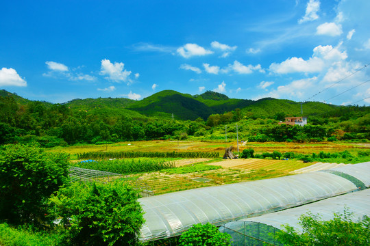 田野风景