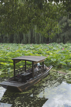 荷花小船美女