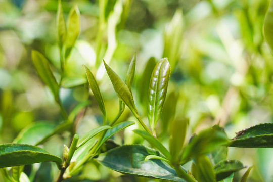 自然生态高山茶园茶山