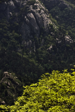 高山峡谷森林绿树