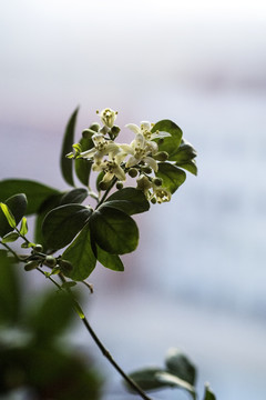 白色花朵十里香
