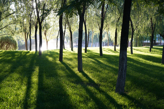 午后阳光透过树林和草坪