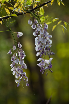 豆科植物紫藤的盛花期