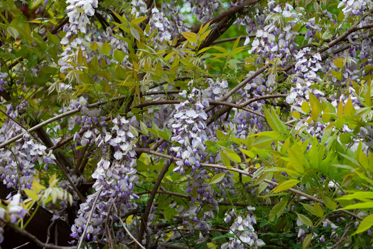豆科植物紫藤的盛花期