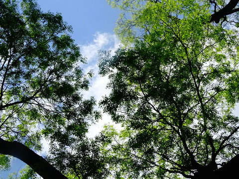 仰拍树枝