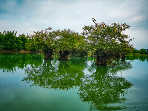 水杨梅