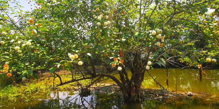 细叶水团花