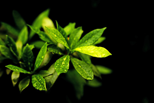 绿色植物