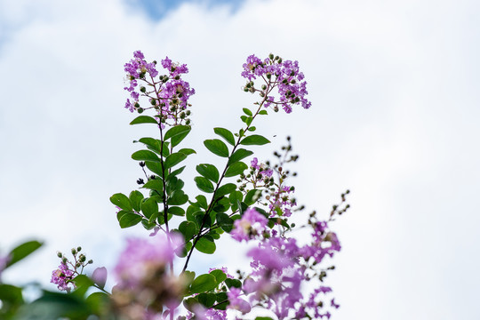 紫薇花枝
