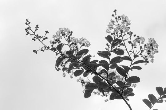 黑白花枝