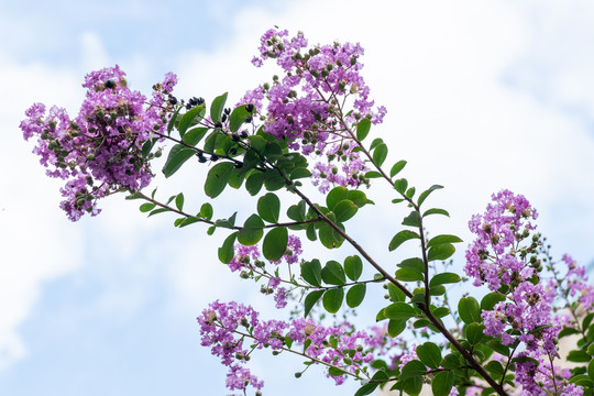 紫薇花枝