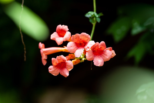 凌霄花