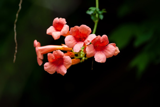 凌霄花