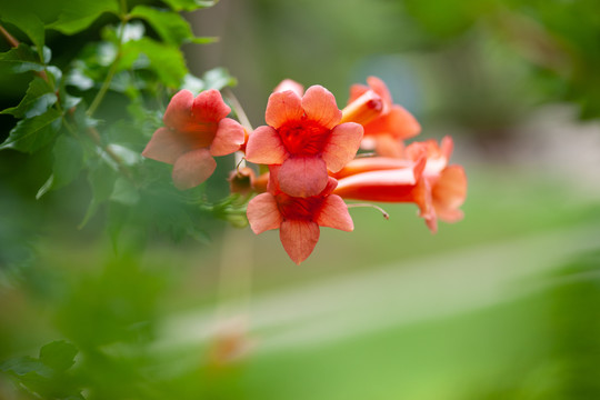 凌霄花