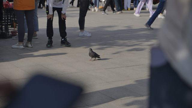 青海人群鸟摄影