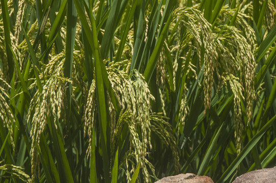 水稻稻穗沉甸甸的