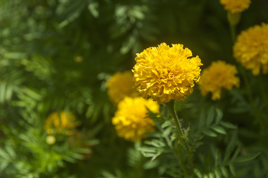 孔雀草黄花