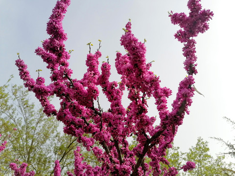 紫荆花