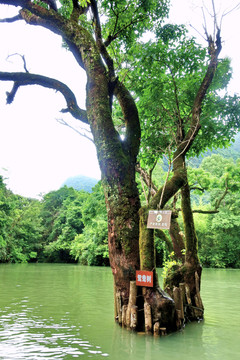 鸳鸯湖鸳鸯树