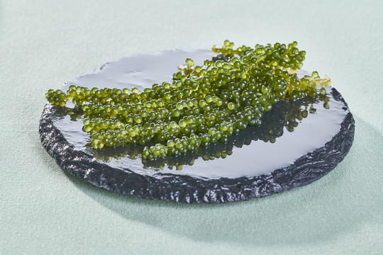 海葡萄海藻
