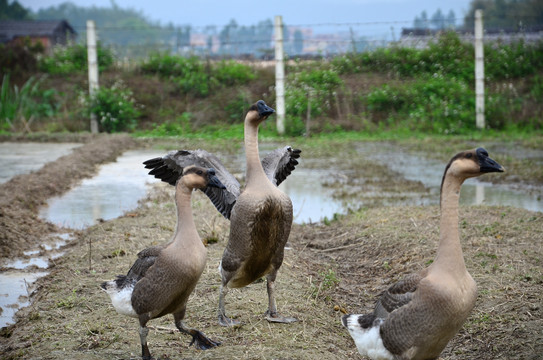 马冈鹅