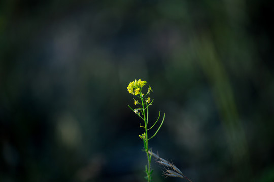 油菜