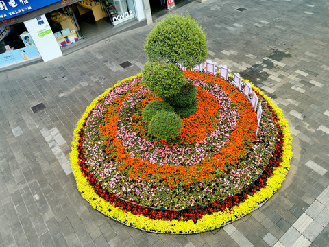 圆形花坛彩色花卉