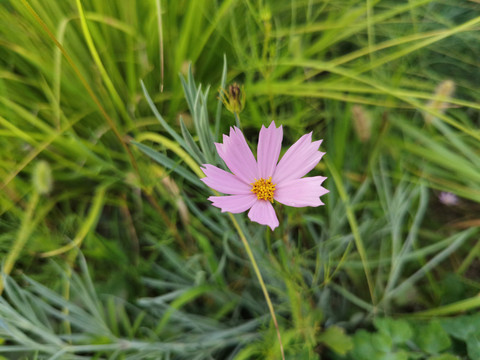 夏花黄秋英黄波斯菊花蕾