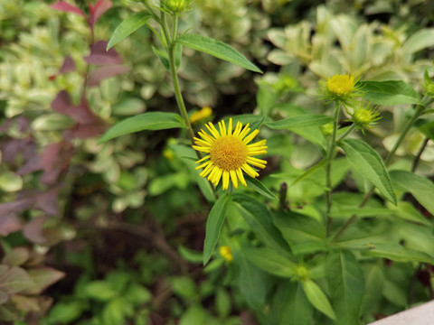 金菊花