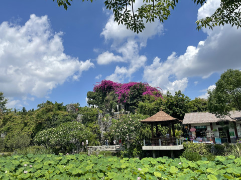 荷塘风景