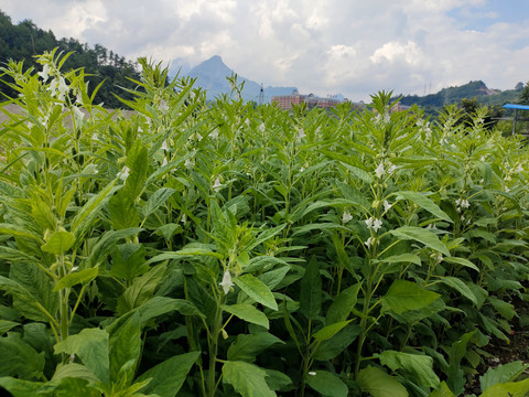 芝麻种植