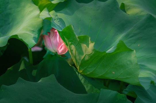 无锡鼋头渚荷花