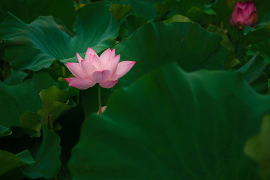 无锡鼋头渚荷花