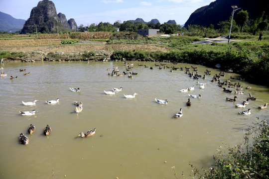 田园水塘一群鸭