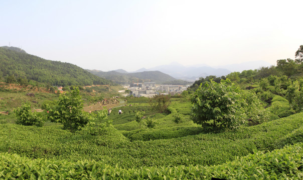 安溪茶学院茶园