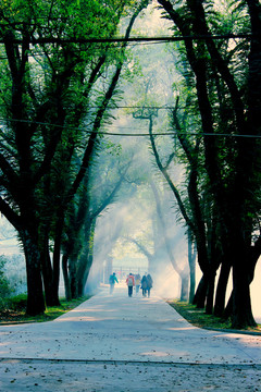 福建林业大学校道