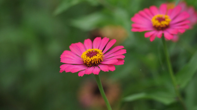 百日菊