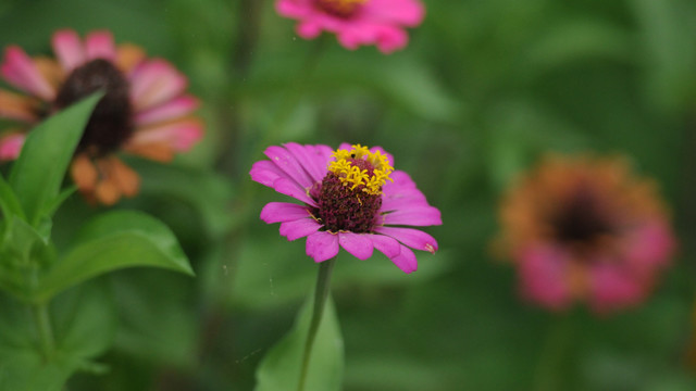 百日菊