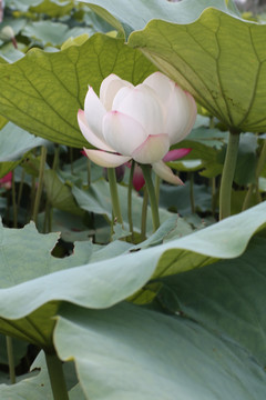 菡萏荷花