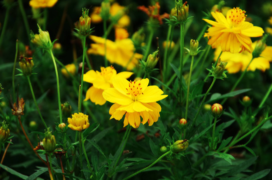 北京海淀公园海淀花谷荷花