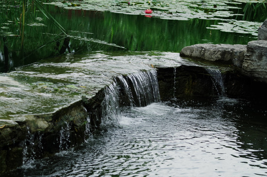 北京海淀公园海淀花谷荷花