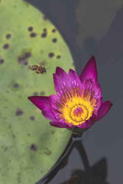 红色睡莲飞翔蜜蜂