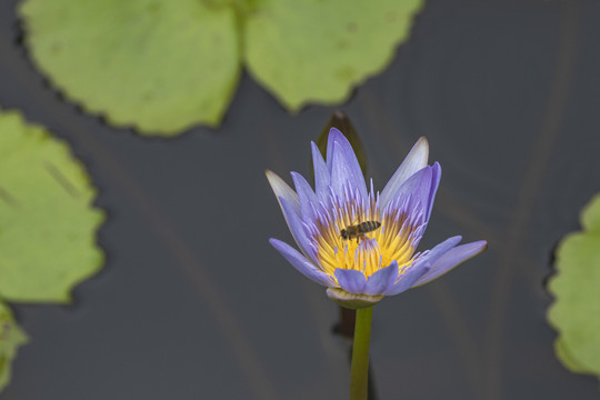 紫色睡莲与蜜蜂