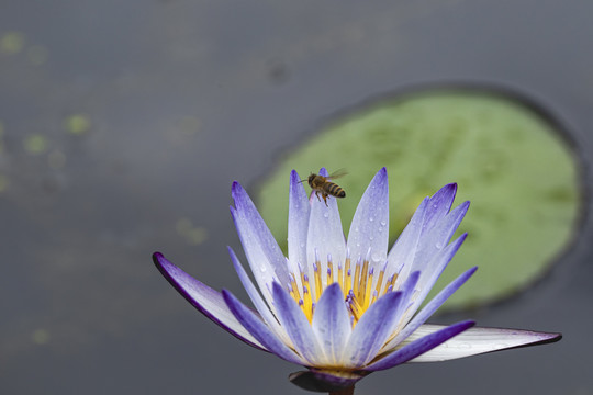 紫色睡莲飞翔蜜蜂