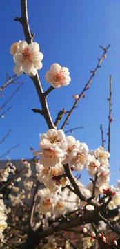 白色梅花寒梅春梅