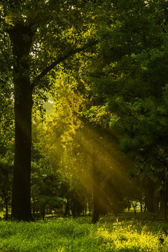 雨后清晨阳光照过树林的丁达尔光
