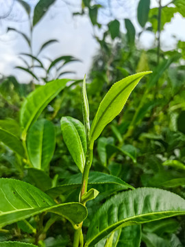 茶芽